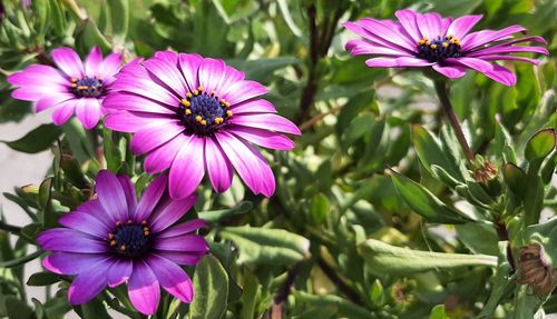 Close-up of pink flowers