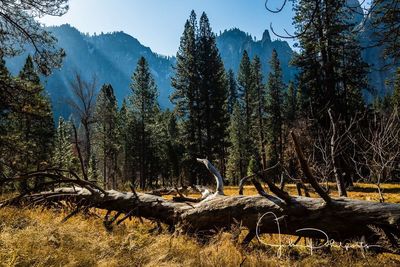 Scenic view of trees in forest