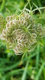 Close-up of thistle