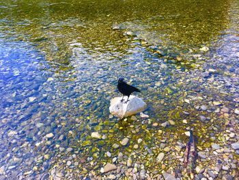 High angle view of ducks swimming in lake