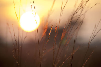 Close-up of reeds growing in field against sky during sunset