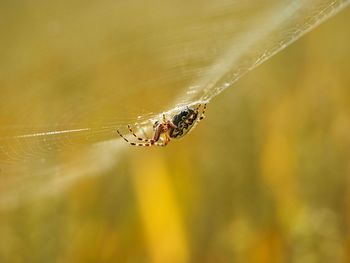 Close-up of spider on web