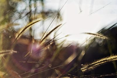 Close-up of grass against sky