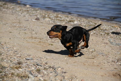 Black dog lying on the beach