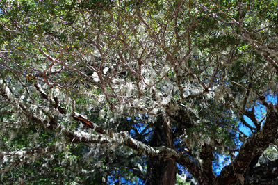 Low angle view of flowering tree