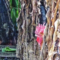Close-up of bird on tree trunk