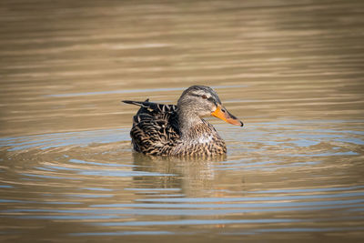 Portrait of a female mallard on a lake looking at photographer