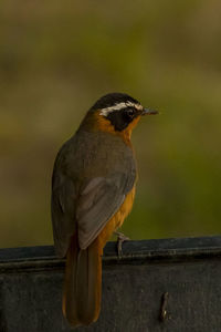 Close-up of bird perching on railing