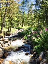 Stream flowing through forest