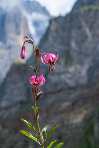 Close-up of pink flowering plant