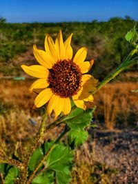 Close-up of sunflower on field