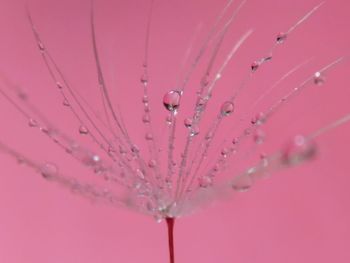 Close-up of water drops on pink flower against sky