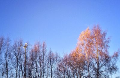 Low angle view of bare trees against clear blue sky