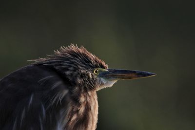 Close-up of a bird