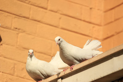 Pigeon perching on wall