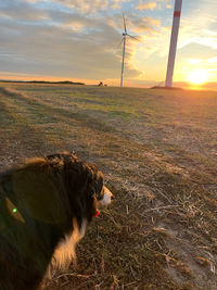 View of dog on field against sunset sky