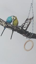 Close-up of bird perching on rope against wall