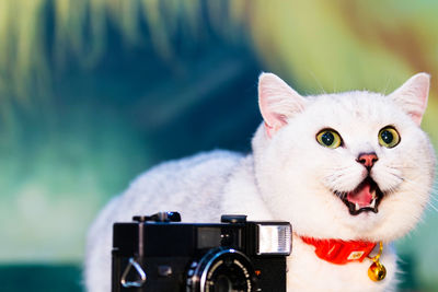 A cute cat lying on a table looking at the camera