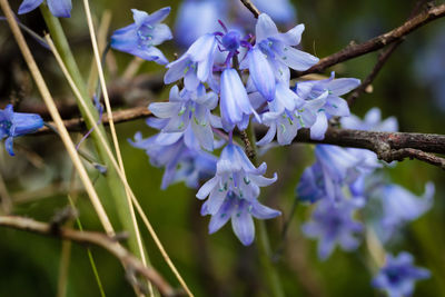 Close-up of purple flowering plant