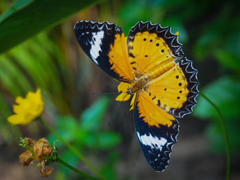 Close-up of butterfly pollinating on flower