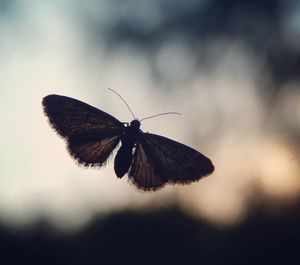 Close-up of butterfly against blurred background