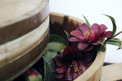 Close-up of maroon flowers in wooden container