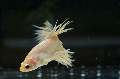 Siamese fighting, thai betta fish with beautiful  ready to fight in the black background isolate,