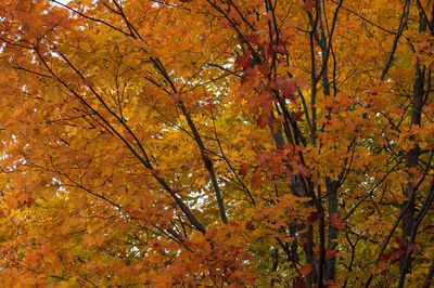 Low angle view of autumnal trees