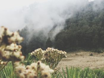 Close-up of plants on field against mountain