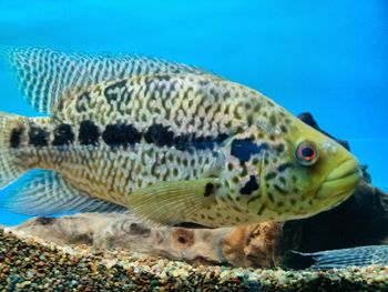 Close-up of fish swimming in sea