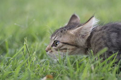 Close-up of cat looking away on field