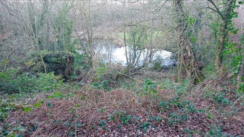 Full frame shot of trees in forest