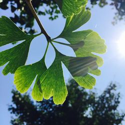 Low angle view of leaves against sky