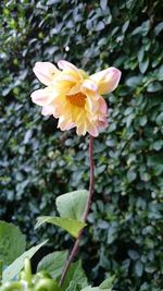 Close-up of yellow flowering plant