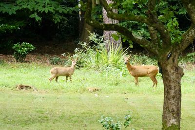 Deer in a forest