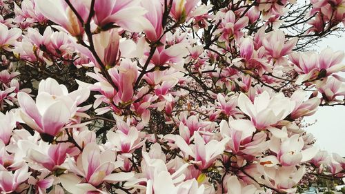 Close-up of pink flowers on tree