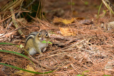 Chipmunk on field