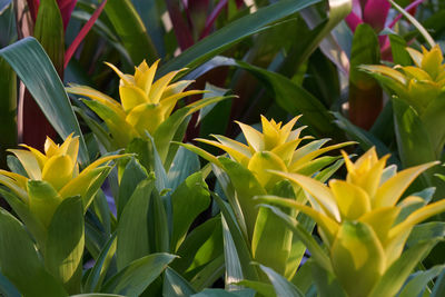 Guzmania lingulata in the vase