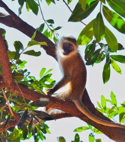 Low angle view of monkey sitting on tree