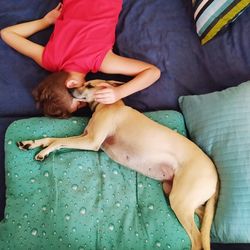 Midsection of a dog resting on bed