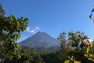 View of trees with mountain in background