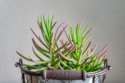 Close-up of succulent plant against wall