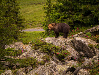 Rescued bear in arosa baerenland in switzerland