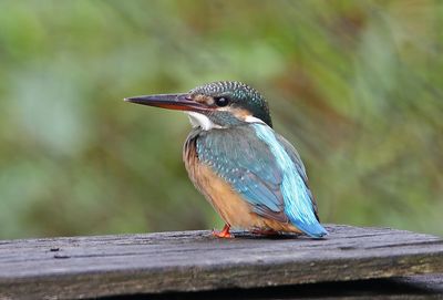Close-up of bird perching on wood
