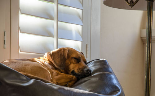 Close-up of a dog resting at home