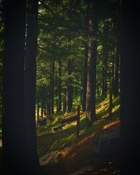 Trees in forest