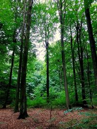 Trees growing in forest