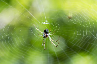 Close-up of spider on web