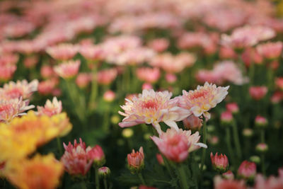 Close-up of pink chrysanthemums blooming outdoors