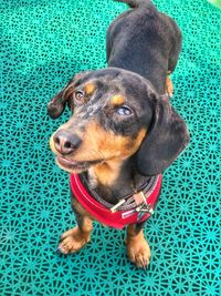 High angle view of dog looking away